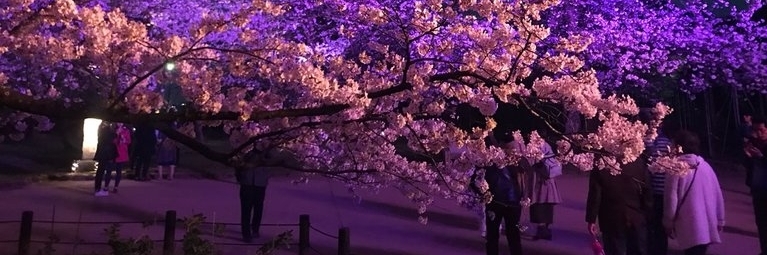 Công viên Maizuru (Maizuru Park)
