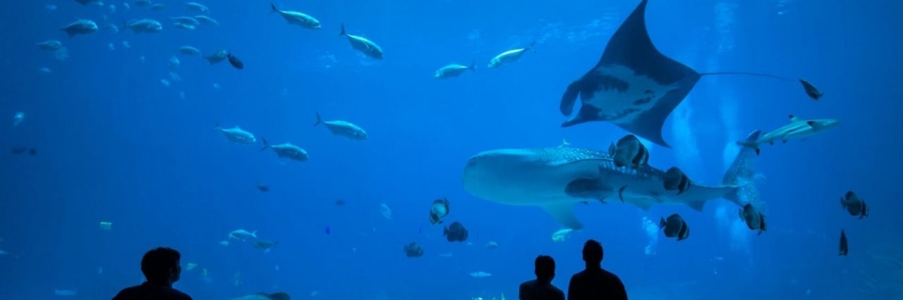 Thuỷ cung Atlanta (Atlantaquaria)