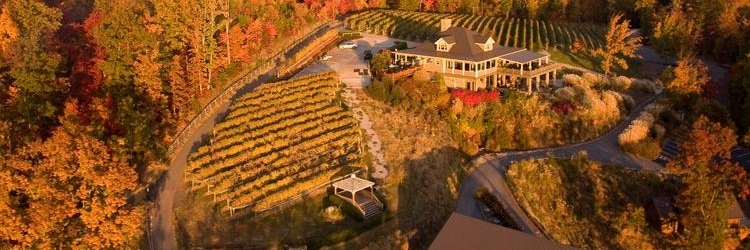 Cánh Đồng Nho Trên Núi Wolf (Wolf Mountain Vineyards)