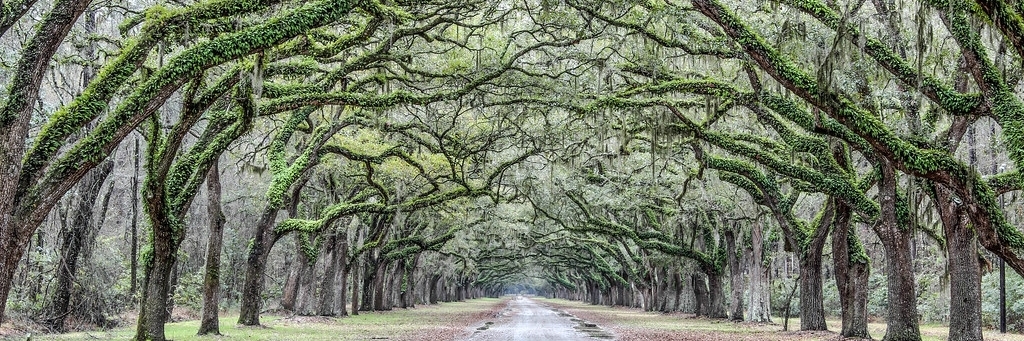Di tích lịch sử Wormsloe (Wormsloe Historic Site)