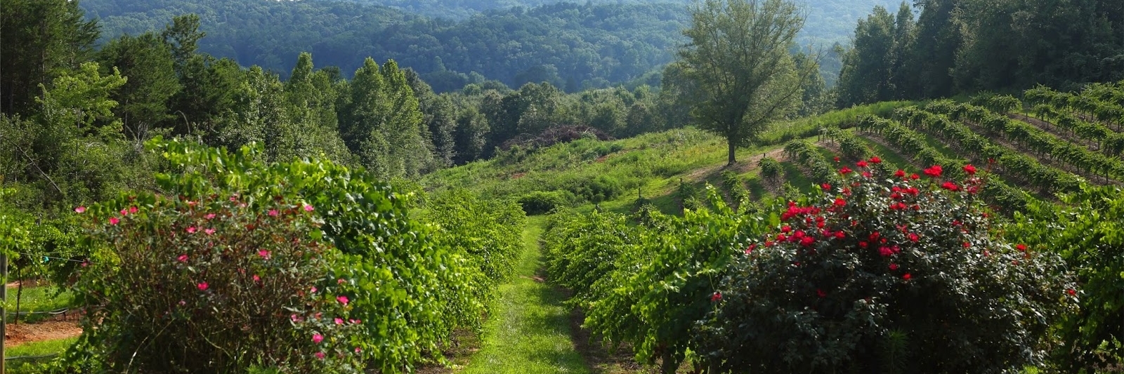 Vườn nho & nhà máy rượu Currahee (Currahee Vineyard & Winery)