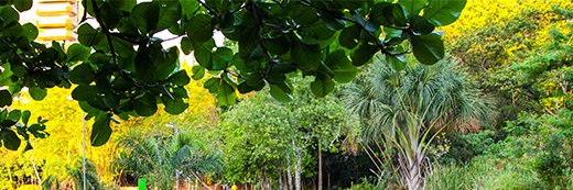 Công viên Bosque dos Buritis (Bosque dos Buritis)