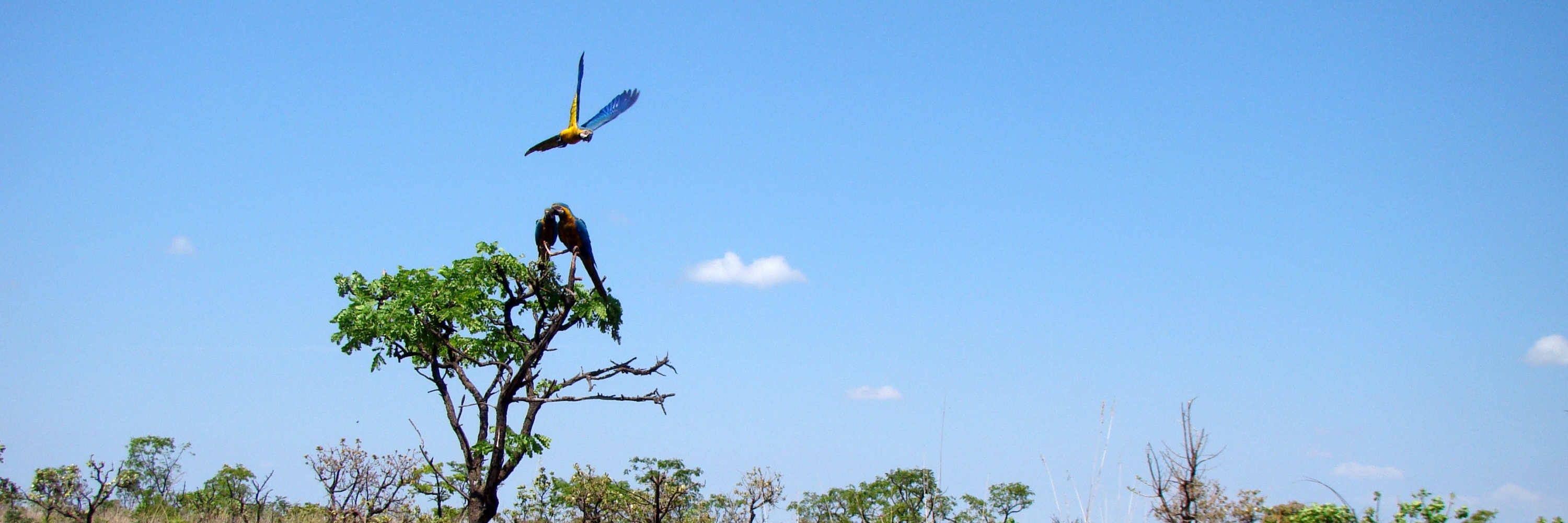 Vườn Quốc gia Emas (Emas National Park)