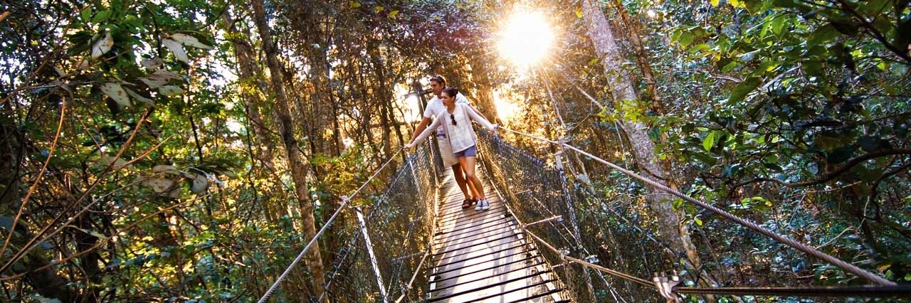 Lối đi trên đỉnh cây O’Reilly (O’Reilly’s Tree Top Walk)