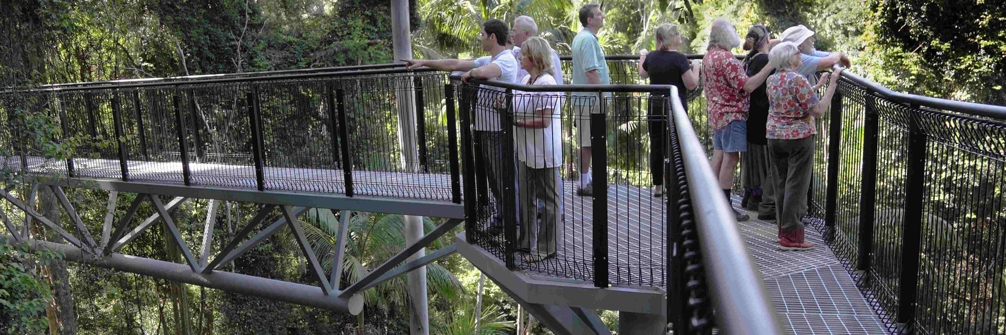 Lối đi trên không thuộc rừng nhiệt đới Tamborine (Tamborine Rainforest Skywalk)