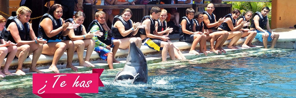 Delfiniti của Mexico (Delfiniti of Mexico)