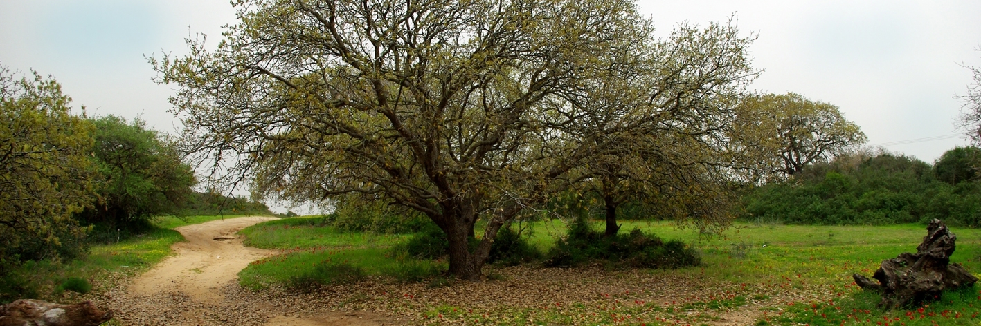 Công viên HaSharon (HaSharon Park)