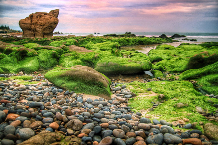 bãi đá rêu ở biển cổ thạch