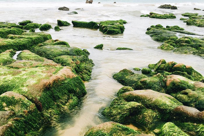 bãi đá rêu ở biển cổ thạch