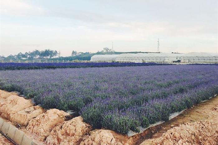 cánh đồng hoa lavender đà lạt