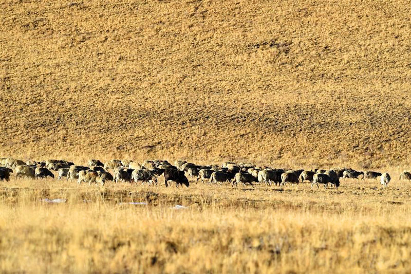 Cảnh tượng không thể tin nổi của dân làng di cư cùng hàng ngàn chú cừu