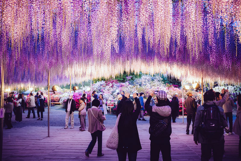 Nhanh chân tham gia Lễ hội Hoa tử đằng lớn nhất tại Nhật Bản