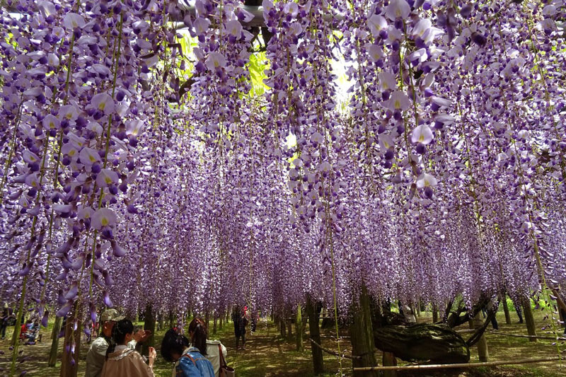 Nhanh chân tham gia Lễ hội Hoa tử đằng lớn nhất tại Nhật Bản