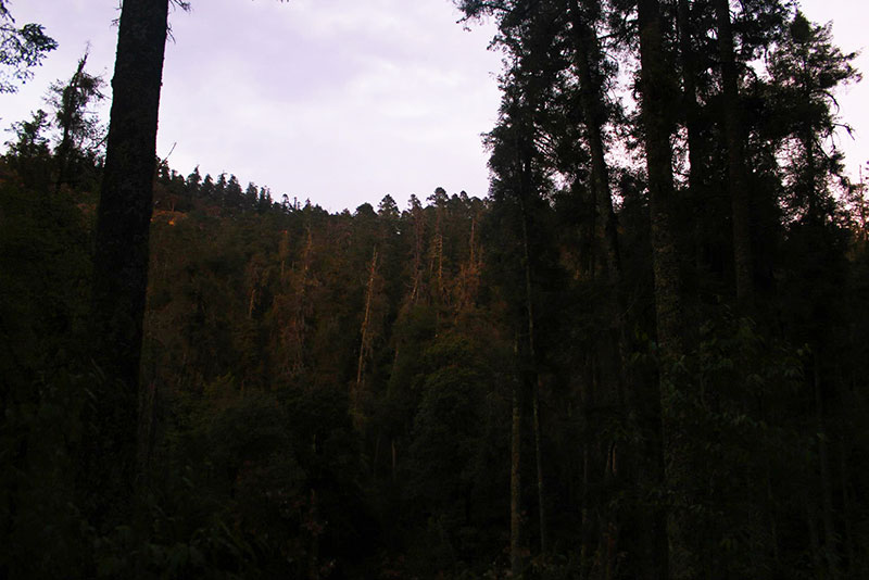 2 ngày lạc bước giữa khu rừng cổ nhất nhì Mexico - El Chico (phần 2)