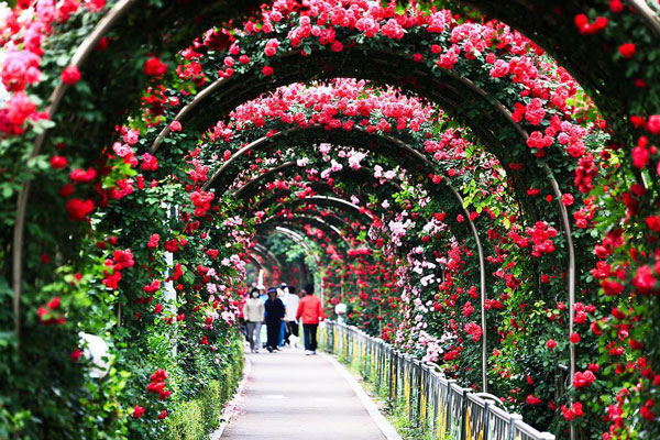 Nhanh chân tham gia Lễ hội hoa hồng Bulgaria duy nhất tại Việt Nam