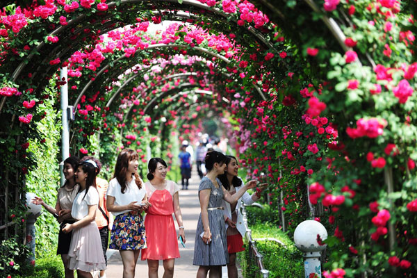Nhanh chân tham gia Lễ hội hoa hồng Bulgaria duy nhất tại Việt Nam