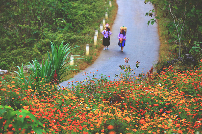 Rủ nhau về Hà Giang tháng 11 chiêm ngưỡng những cánh đồng bạt ngàn hoa tam giác mạch