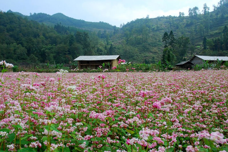 Rủ nhau về Hà Giang tháng 11 chiêm ngưỡng những cánh đồng bạt ngàn hoa tam giác mạch