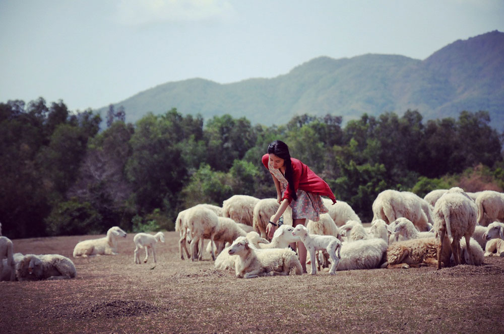 Rủ nhau chụp hình ở 3 cánh đồng cừu dễ thương tựa trong "Shaun the Sheep"