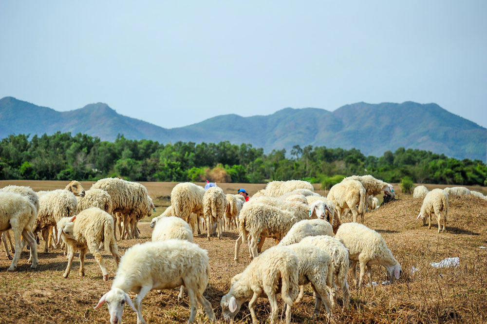 Rủ nhau chụp hình ở 3 cánh đồng cừu dễ thương tựa trong "Shaun the Sheep"