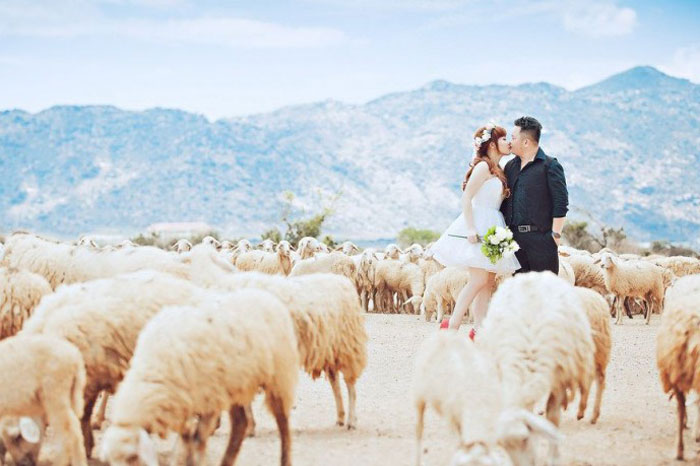 Cừu: 742.854 ảnh có sẵn và hình chụp miễn phí bản quyền | Shutterstock