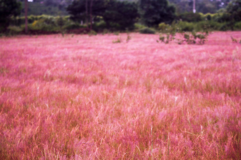 đồi cỏ hồng ở gia lai