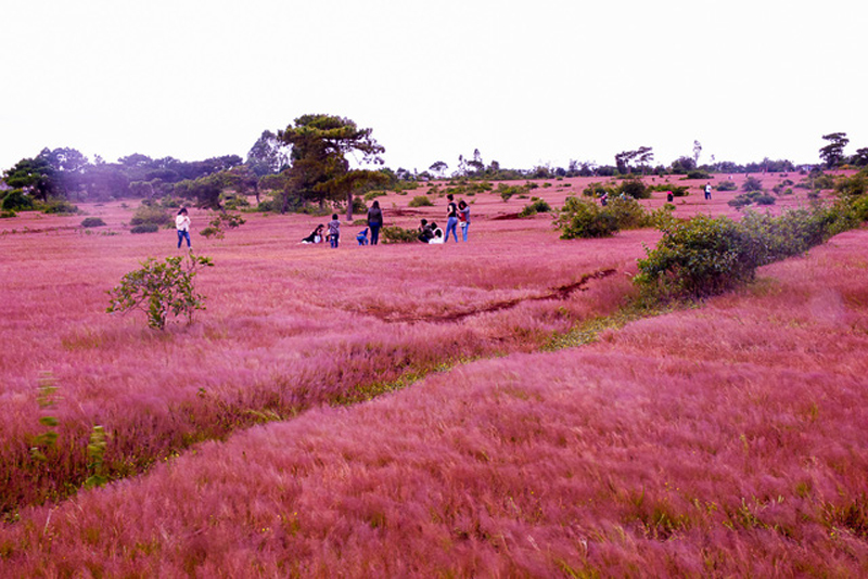đồi cỏ hồng thứ 2