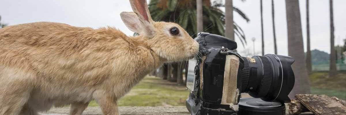 Đảo Okuno (Okunoshima)