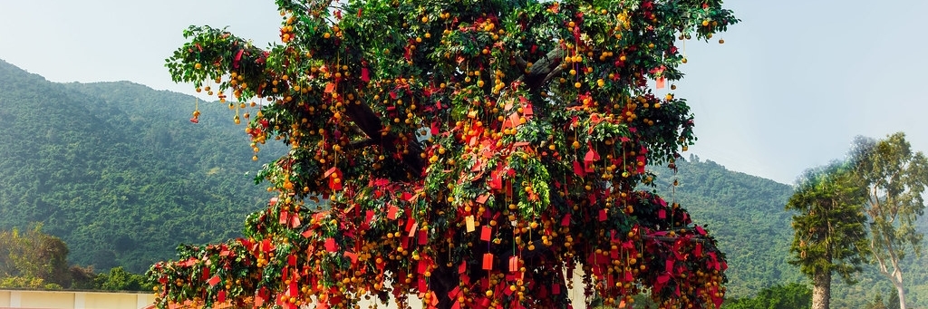 Cây ước nguyện Lam Tsuen (Lam Tsuen Wishing Tree)
