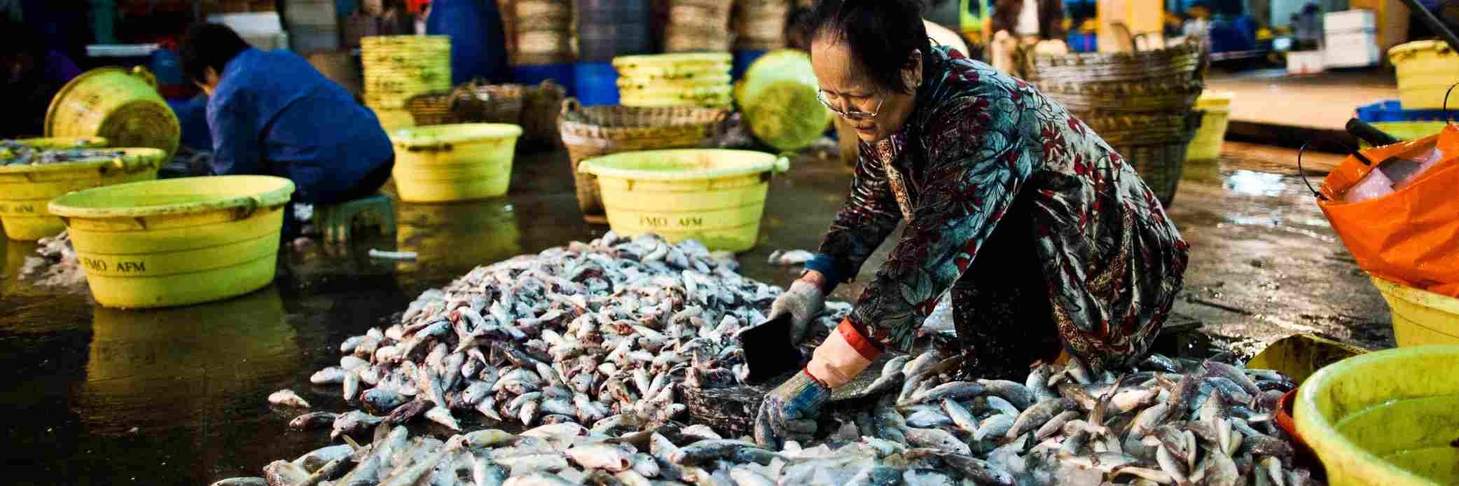 Chợ cá bán sỉ Aberdeen (Aberdeen Wholesale Fish Market)