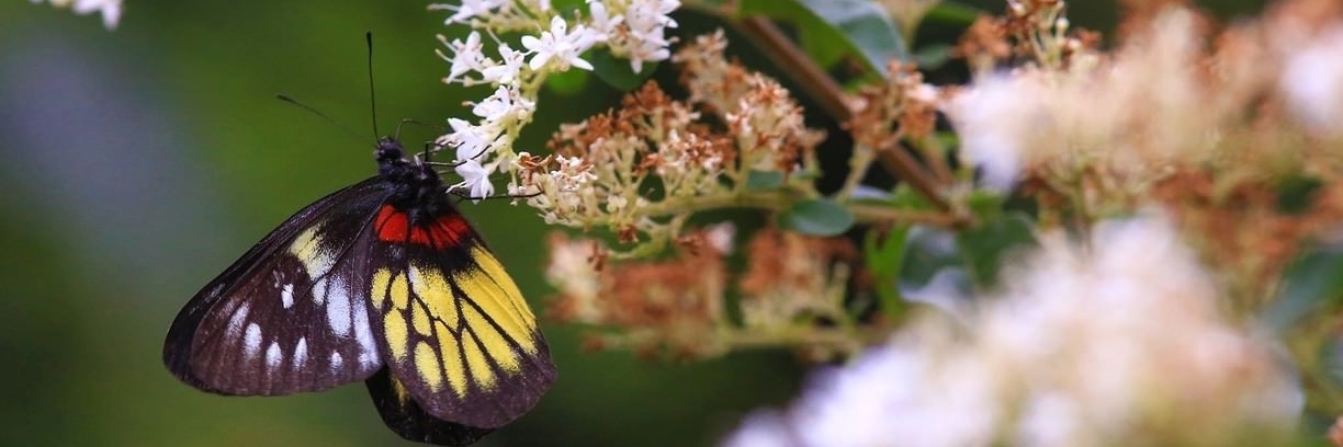 Khu bảo tồn bươm bướm Fung Yuen (Fung Yuen Butterfly Reserve)