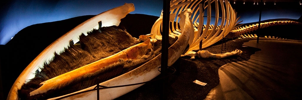 Bảo tàng Cá Voi Husavik (The Husavik Whale Museum)
