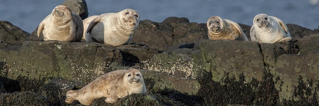 Trung tâm Du lịch Khám phá Hải Cẩu (Icelandic Seal Center)