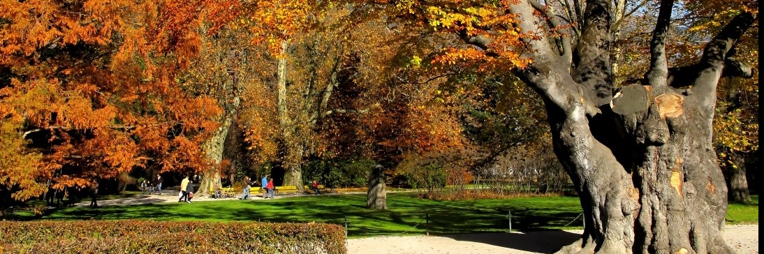 Vườn Hofgarten (Hofgarten)