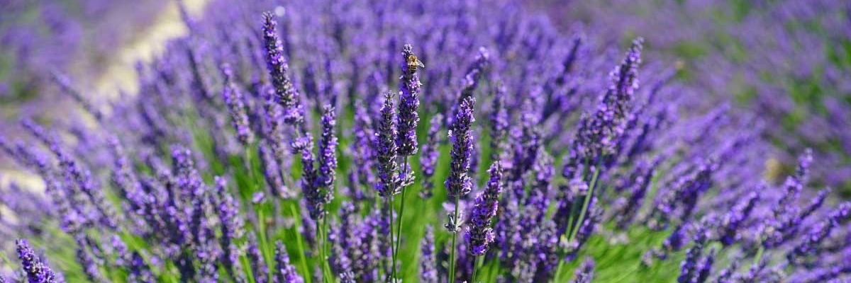 Vườn hoa oải hương Moonstone (Moonstone Lavender Gardens)