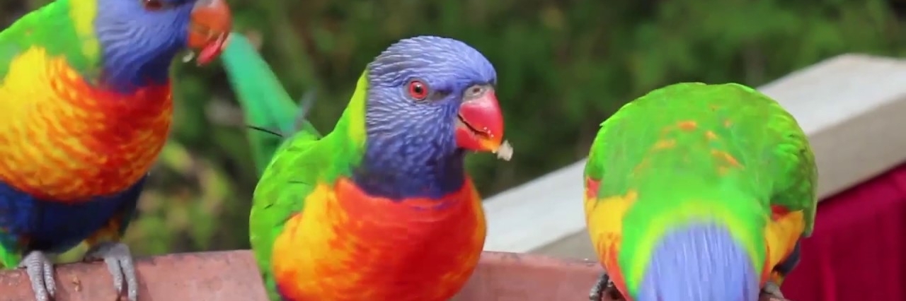 Trại chim (Bird Aviary)