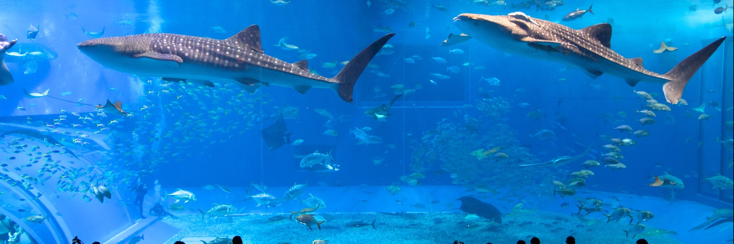 Thuỷ cung Turkuazoo (Turkuazoo Aquarium)