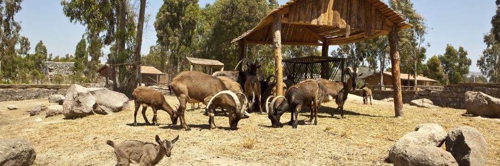 Công viên cuộc sống hoang dã Izmir (Izmir Wild Life Park)