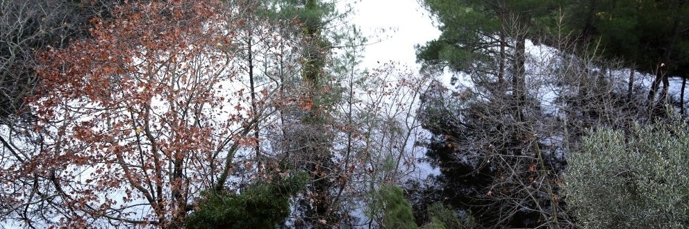 Rừng Kent (Kent Forest)