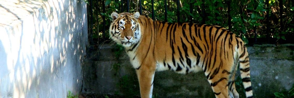 Vườn thú Kaliningrad (Kaliningrad Zoo)
