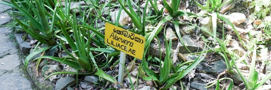 Vườn cây gia vị (Spice Garden)