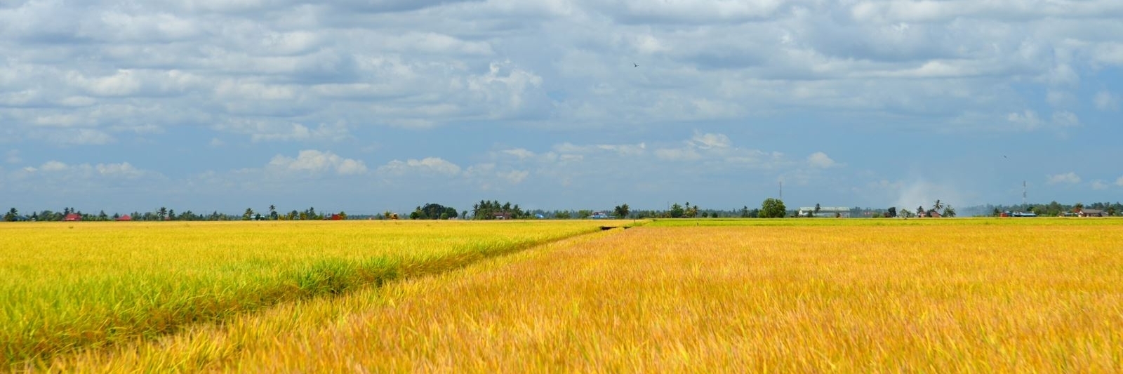 Cánh đồng lúa Paddy (Paddy Fields/Taman Seri Suria Sungai Rambai)