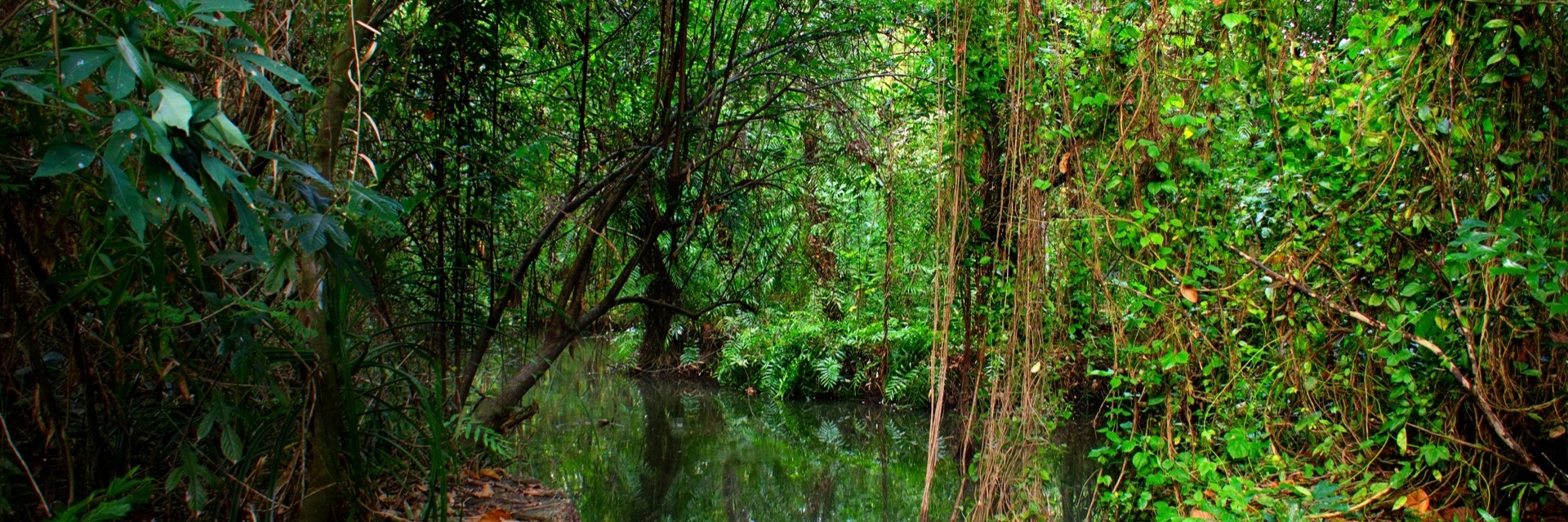 Khu bảo tồn chim Kumarakom (Kumarakom Bird Sanctuary)