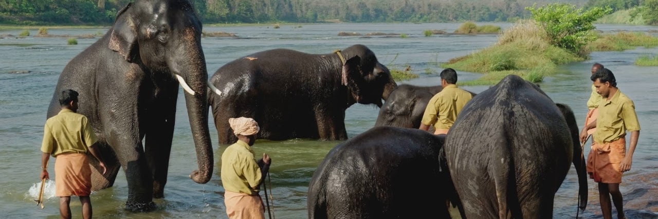 Trung tâm huấn luyện voi Kodanad (Kodanad Elephant Training Centre)