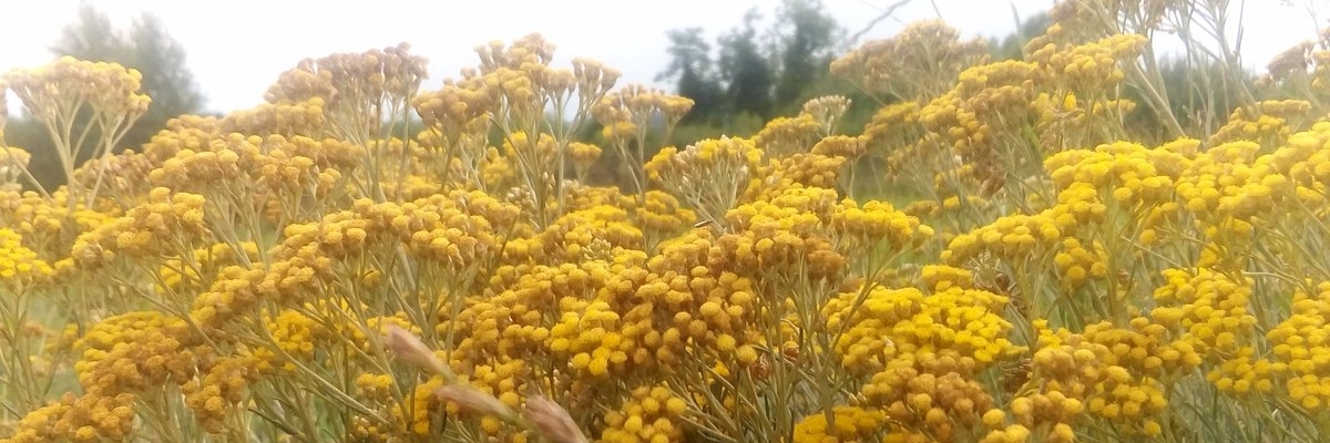 Vườn bách thảo (Histria Botanica)