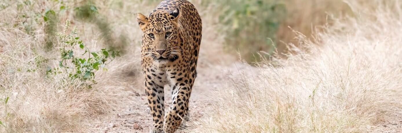 Khu Bảo Tồn động Vật Hoang Dã Darrah (Darrah Wildlife Sanctuary) Kota ...