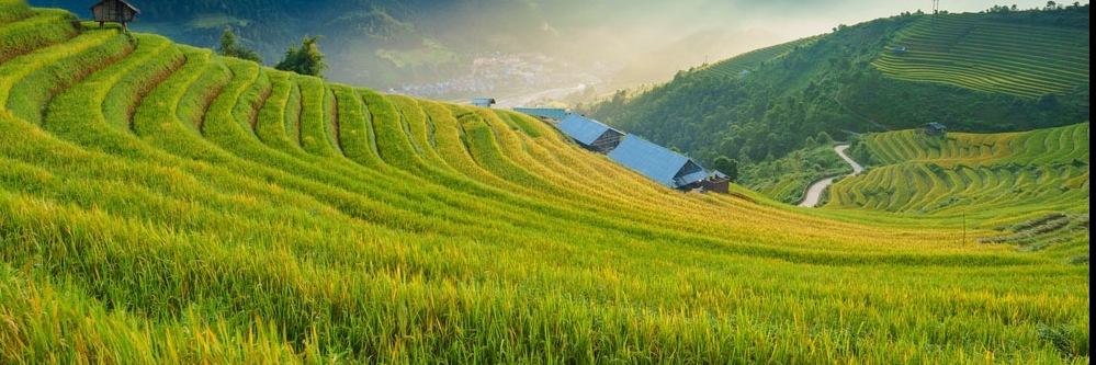 Cánh Đồng Mường Than (Muong Than Paddies)