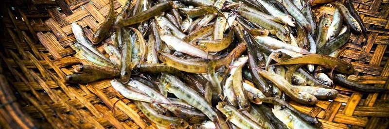 Đặc sản Cá bống vùi gio