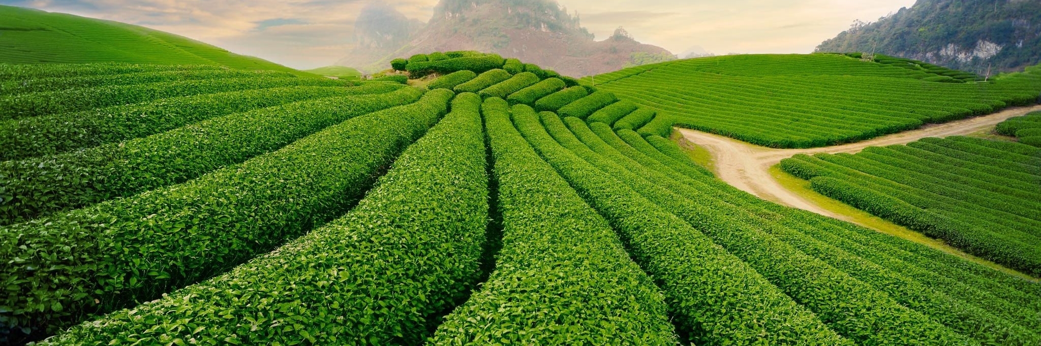 Đồi chè Tân Uyên (Tân Uyên Tea Farm)
