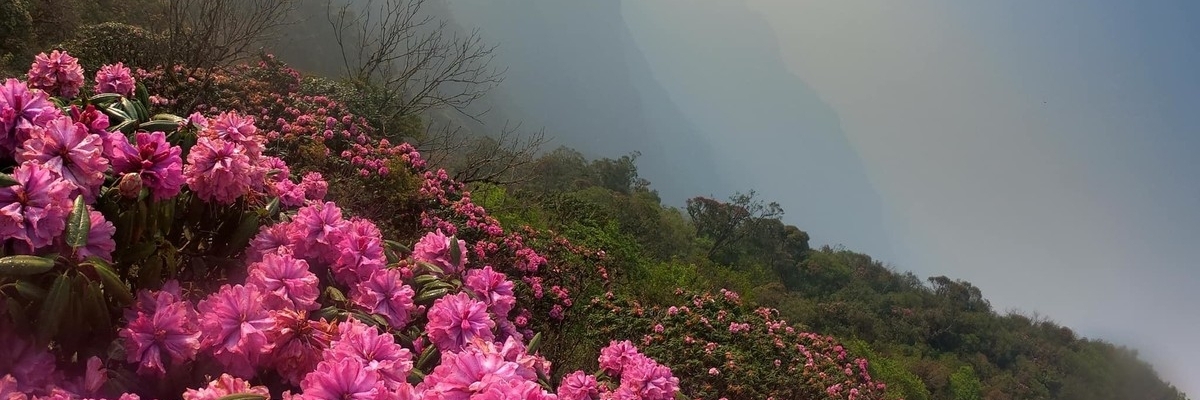 Tả Liên Sơn (Tả Liên Mountain)